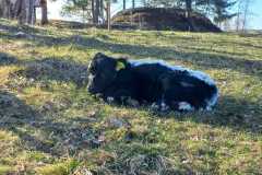 IMG-20240510-WA0007