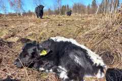 IMG-20240511-WA0040